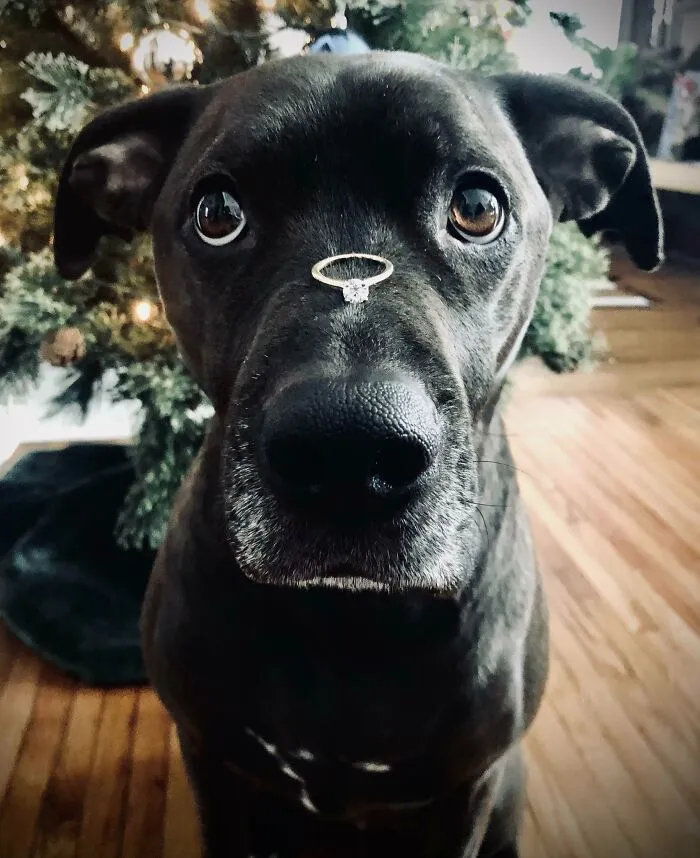 He Wanted To Help With The Proposal