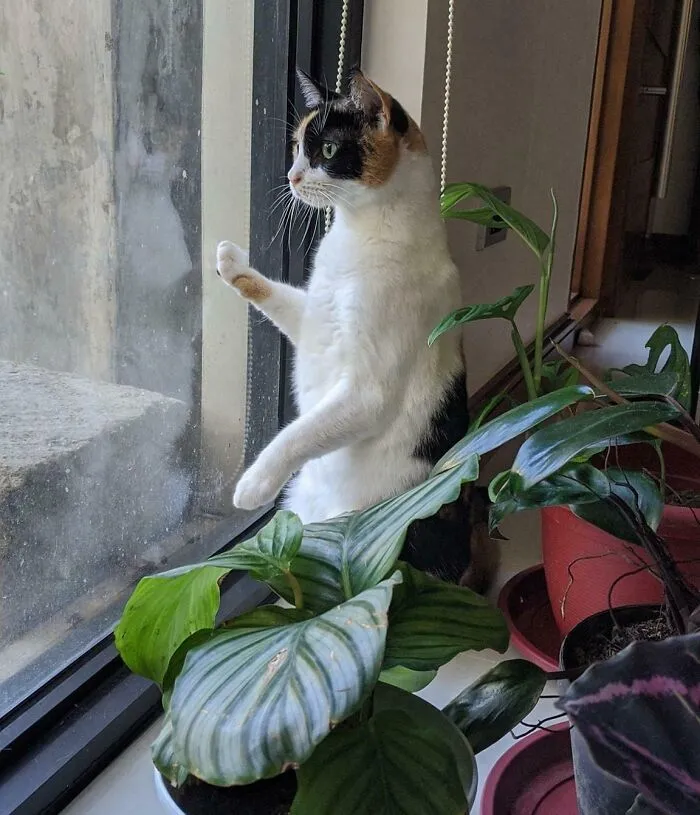My Partner Took A Picture Of Our Cat Watching Me As I Leave For Work