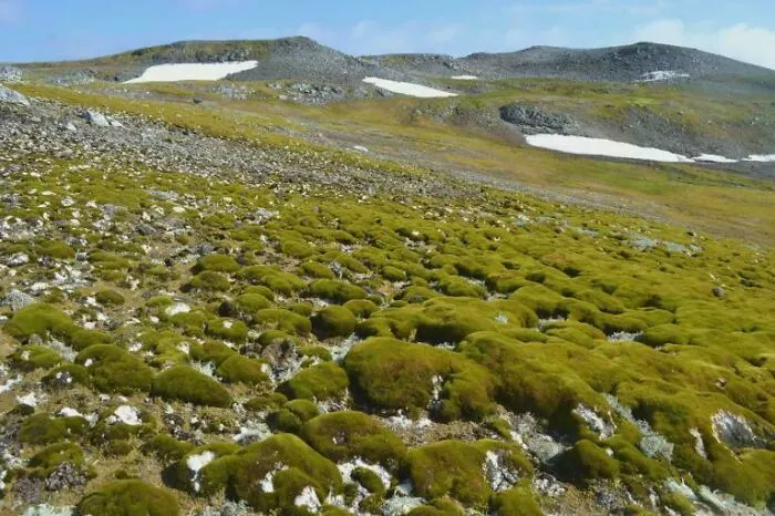 La Antártida verde