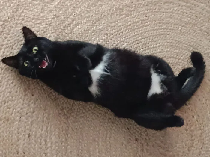 She Wants Some Belly Rubs (It's A Trap Ofc)