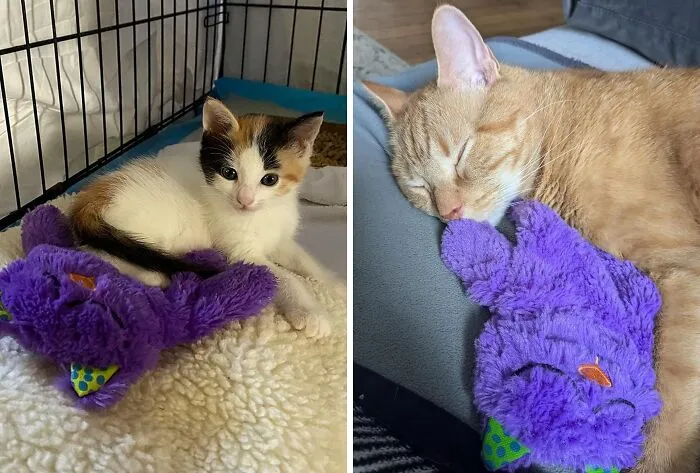 Kitty's New BFF Alert! The   <a Style="Display:inline;" Href="Https://Www.amazon.com/Pillow-Soothing-Plush-Comforting-Petstages/Dp/B00mqywgxc?ie=utf8&linkcode=ll1&tag=bpcrab-20&linkid=8291cb253e664c80d10d818fbc0b33c3&language=en_us&ref_=as_li_ss_tl" Target="_blank"><span Style="Font: Inherit; Color: #d74b1f;"> Purr Pillow Soothing Plush Cat Toy</Span> Is The Purr-Fect Cuddle Companion - Just Be Prepared For Snuggles, Snores, And Serious Cat Envy