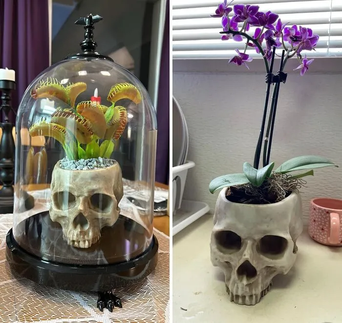 Add A Touch Of Macabre Whimsy To Your Home Decor With This   <a Style="Display:inline;" Href="Https://Www.amazon.com/Dp/B08r2ndmfc?pd_rd_i=b08r2ndmfc&pd_rd_w=6inmq&content-ID=amzn1.sym.8c2f9165-8e93-42a1-8313-73d3809141a2&pf_rd_p=8c2f9165-8e93-42a1-8313-73d3809141a2&pf_rd_r=vsta0bywhys6bpxmp23p&pd_rd_wg=nqxqh&pd_rd_r=037454d1-F845-46c4-Aab6-1f4da9111eec&s=kitchen&sp_csd=d2lkz2v0tmftzt1zcf9kzxrhaww&th=1&linkcode=ll1&tag=bpseal-20&linkid=a28210f7be10695a497f92061ac329a2&language=en_us&ref_=as_li_ss_tl" Target="_blank"><span Style="Font: Inherit; Color: #d74b1f;"> Realistic Looking Resin Skull Planter </Span>