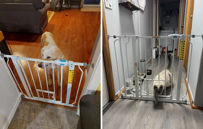 The Ultimate Pet Parenting Hack! This <a Style="Display:inline;" Href="Https://Www.amazon.com/Dp/B000jjdi0g?ascsubtag=7742895%2c13%2c33%2cd%2c0%2c0%2c0%2c900%3a2%3b974%3a3%3b1125%3a1%3b1338%3a1%3b1352%3a3%2c0%2c0%2c0%2c0&btn_ref=srctok-Da896bf1254b286a&linkcode=ll1&tag=bpstingray-20&linkid=a4cb50d7f7cbebfa128a78793209de31&language=en_us&ref_=as_li_ss_tl" Target="_blank"><span Style="Font: Inherit; Color: #d74b1f;"> Extra Wide Walk Through Pet Gate With Small Pet Door </Span> Keeps Human Babies Contained While Fur Babies Can Come And Go