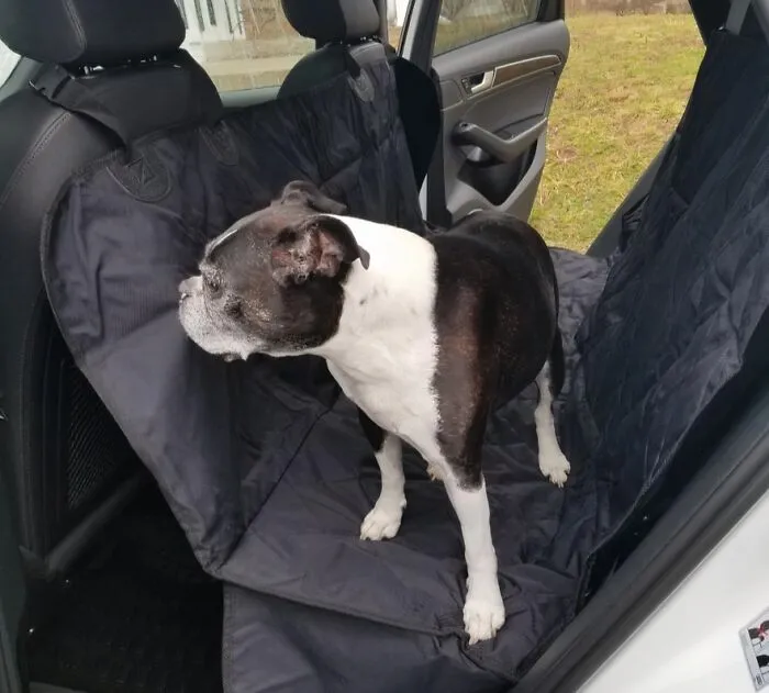 Road Trips With Your Furry Friend Just Got A Whole Lot More Enjoyable. This <a Style="Display:inline;" Href="Https://Www.amazon.com/Dp/B00gj1d13w?ascsubtag=7742895%2c18%2c33%2cd%2c0%2c0%2c0%2c900%3a2%3b974%3a3%3b1125%3a1%3b1338%3a1%3b1352%3a3%2c0%2c0%2c0&th=1%25252c0%252c0%2c0&aa_adgroupid=adv_pg-1760926_b00gj1d13w_extid-Desktop&aa_campaignid=adv_pub-01gznrqwt17794dan5g0t3579y-1006_extid-Org-21949126c81417e9&maas=maas_adg_api_591206772380205816_macro_1_124&aa_creativeid=unknown&btn_ref=srctok-9c379c692ab8b665&linkcode=ll1&tag=bpstingray-20&linkid=14ae1b9939a150d76893f70766803976&language=en_us&ref_=as_li_ss_tl" Target="_blank"><span Style="Font: Inherit; Color: #d74b1f;"> Car Seat Cover</Span> Provides A Comfy Spot For Your Dog To Relax And Enjoy The Ride