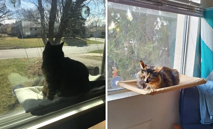 Feline Sun Worshippers, Rejoice! This <a Style="Display:inline;" Href="Https://Www.amazon.com/Dp/B005aum8u0?ascsubtag=7742895%2c26%2c33%2cd%2c0%2c0%2c0%2c900%3a2%3b974%3a3%3b1125%3a1%3b1338%3a1%3b1352%3a3%2c0%2c0%2c0%2c0&btn_ref=srctok-B1b43436184c1284&th=1&linkcode=ll1&tag=bpstingray-20&linkid=daa841fef53230a2a704695cb96d9701&language=en_us&ref_=as_li_ss_tl" Target="_blank"><span Style="Font: Inherit; Color: #d74b1f;"> Window-Mounted Cat Bed </Span> Is Purr-Fectly Positioned
