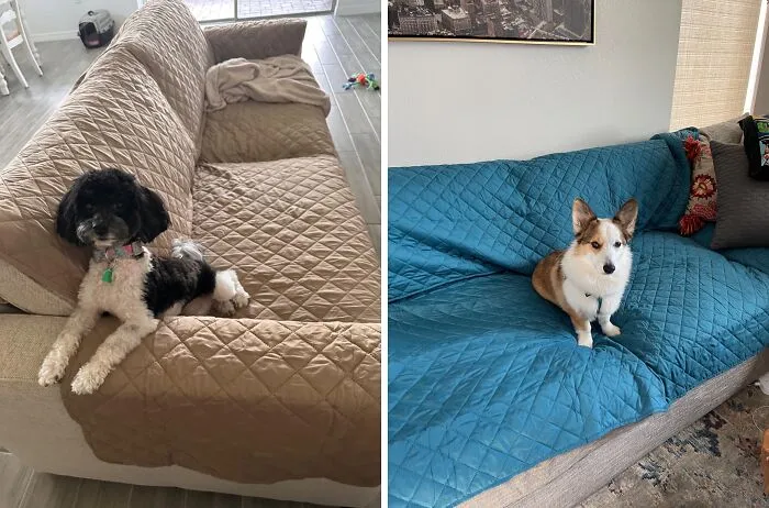 Your Couch Is About To Become A Fortress Of Style (And Stain Resistance)! This <a Style="Display:inline;" Href="Https://Www.amazon.com/Dp/B075wpkk5p?ascsubtag=7742895%2c27%2c33%2cd%2c0%2c0%2c0%2c900%3a2%3b974%3a3%3b1125%3a1%3b1338%3a1%3b1352%3a3%2c0%2c0%2c0%2c0&btn_ref=srctok-Db6ac15944049ca3&th=1&linkcode=ll1&tag=bpstingray-20&linkid=be6919cc0f3d983f353255cd5564eb5e&language=en_us&ref_=as_li_ss_tl" Target="_blank"><span Style="Font: Inherit; Color: #d74b1f;"> Couch Cover</Span> Is The Pet-Proof Solution For A Sofa That Looks Good And Stays Protected From Furry Friends