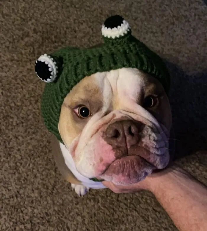  Never Have We Ever Wanted To Squish A Face More Than This Pup In A   <a Style="Display:inline;" Href="Https://Www.amazon.com/Crochet-Knitted-Headband-Cartoon-Earflap/Dp/B08m24ch9n?ie=utf8&linkcode=ll1&tag=bprooster-20&linkid=1bdaed4e2a5ce6ff82f9f085b3afed19&language=en_us&ref_=as_li_ss_tl" Target="_blank"><span Style="Font:inherit;color:#d74b1f;"> Knitted Frog Beanie</Span> 