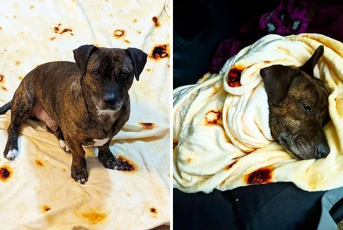  Wrap Up Your Doggo Into A Pupritto With This Cozy   <a Style="Display:inline;" Href="Https://Www.amazon.com/Casofu-Burrito-Tortilla-Comfortable-Burrito/Dp/B07r1tpzyh?ie=utf8&linkcode=ll1&tag=bprooster-20&linkid=5b47cdbe879562bd815fea1546833ecd&language=en_us&ref_=as_li_ss_tl" Target="_blank"><span Style="Font:inherit;color:#d74b1f;"> Tortilla Blanket</Span> 