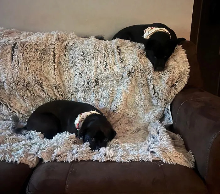 Slobber, Spills, And Snuggles - No Problem! This <a Style="Display:inline;" Href="Https://Www.amazon.com/Furhaven-Pet-Blanket-Dogs-Cats/Dp/B09mr8r71w?crid=2cf7py2teyec6&dib=eyj2ijoimsj9.zvctg9goottnsecpeahyeoa7piaju-Zcmyxoyj4ijnvaq2uze4j557kbfk7a0utckvhxaao8s2m6ujcrw2ox6izyz7dvhtbc0r3_zlkvalsjfp8g7wuww7l64auown7mbya_n4btinuy1822bytvv8yccrw-Grwh3062oj52gykiine0njqv0kinhiahbykixhesmamfftqnua7p6fxrqnymsfcyxrv1b1od0rbtkyipvhxlm-H7vy31mjstai_16mmpu4oqwgghinwb3w9tu_gbdqdcfys7fn4ecuxmdyw.t8plnd3tgsbdrwodv0qggucbjdn-Ifn8jd5w-Rte__0&dib_tag=se&keywords=pet%2bproof&qid=1728994785&sprefix=pet%2bproof%2b%2caps%2c263&sr=8-26&th=1&linkcode=ll1&tag=bpstingray-20&linkid=8f66e684523162cb1a5df667fe9638fc&language=en_us&ref_=as_li_ss_tl" Target="_blank"><span Style="Font: Inherit; Color: #d74b1f;"> Waterproof Throw Blanket For Pets </Span> Has Got You Covered