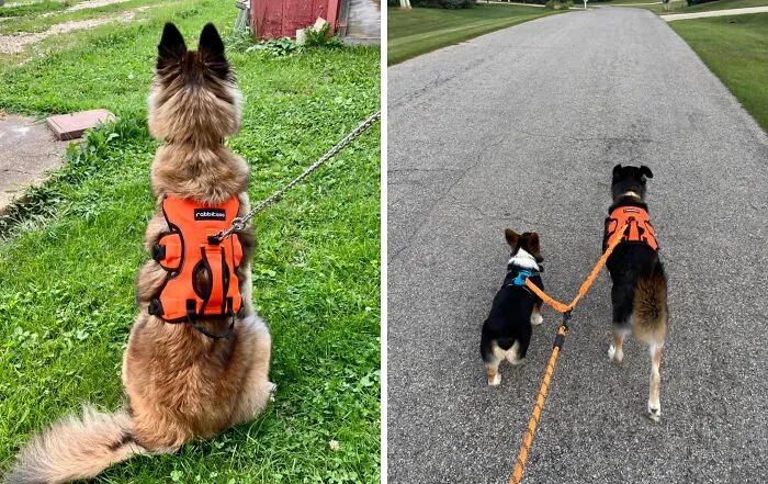 Houdini Dogs, Meet Your Match! This <a Style="Display:inline;" Href="Https://Www.amazon.com/Rabbitgoo-Harness-Lifting-Outdoor-Training/Dp/B07l2tbg5c?crid=2cf7py2teyec6&dib=eyj2ijoimsj9.zvctg9goottnsecpeahyeoa7piaju-Zcmyxoyj4ijnvaq2uze4j557kbfk7a0utckvhxaao8s2m6ujcrw2ox6izyz7dvhtbc0r3_zlkvalsjfp8g7wuww7l64auown7mbya_n4btinuy1822bytvv8yccrw-Grwh3062oj52gykiine0njqv0kinhiahbykixhesmamfftqnua7p6fxrqnymsfcyxrv1b1od0rbtkyipvhxlm-H7vy31mjstai_16mmpu4oqwgghinwb3w9tu_gbdqdcfys7fn4ecuxmdyw.t8plnd3tgsbdrwodv0qggucbjdn-Ifn8jd5w-Rte__0&dib_tag=se&keywords=pet%2bproof&qid=1728994785&sprefix=pet%2bproof%2b%2caps%2c263&sr=8-60&th=1&linkcode=ll1&tag=bpstingray-20&linkid=508b7db9dd610acc946337ce6dff3838&language=en_us&ref_=as_li_ss_tl" Target="_blank"><span Style="Font: Inherit; Color: #d74b1f;"> Escape Proof Dog Harness </Span> Keeps Furry Fugitives On A Short Leash