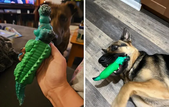 Chew On This (Not The Furniture)! These <a Style="Display:inline;" Href="Https://Www.amazon.com/Fuufome-Chew-Toys-Aggressive-Chewers/Dp/B09n36nmqy?crid=1n76zk8manw0e&dib=eyj2ijoimsj9.7biauxhtihyxepyyxyxkuasd-Lov72ef0d67wxh6tlvpq3llf1dp2zaj5k1d1ry_vszv6wgol8ntakcyw7orwfnocm-P585eo3pmz8dswedhbjk5ssugshywgsl40jydz59wnlaj87mrvdqizgfoxadrq03upsecajfnjodcaxilixfszvcdjuyetifz_7vplfqsih37iwhsbwqfcksvnpzjfjebphmz8-Mremtdj3s4ofcwz2ywmblq3_u1rkltjy0gweztjm9pkhsag9-Btvu1sgkf6tvgvaijpwvwley.rdxaopjp-5vm9i0-Emuouzrbx9rz6e3whjj9puiibxk&dib_tag=se&keywords=pet%2bproof%2btoy&qid=1728995330&sprefix=pet%2bproof%2btoy%2caps%2c204&sr=8-7&th=1&linkcode=ll1&tag=bpstingray-20&linkid=5bffda771681c1a04a117b37121b8cfe&language=en_us&ref_=as_li_ss_tl" Target="_blank"><span Style="Font: Inherit; Color: #d74b1f;"> Dog Chew Toys For Aggressive Chewers </Span> Are Built To Last