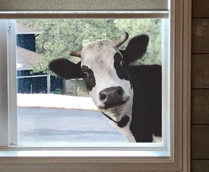 Moo-Ve Over, Boring Windows! This Adorable   <a Style="Display:inline;" Href="Https://Www.amazon.com/Window-Animal-Farmhouse-Classroom-Office/Dp/B08fdz9sy5?crid=2b6nht4p8l1wn&dib=eyj2ijoimsj9.d0dnldz9nfmz4epalddelkwevjoqj2v196auccr_rowh2rhpp4qg-7wlsdfkw8u1aumq4ndknorxubx5s_ehwocohpzvav141tcyej4l0gsal4iasta1wvm8utlbwb6uoyia2wqamabgtkzl5gq4tcqpzk0kf8wjbttohvoyf7ddwpxvqtsmz4qewxutypnyjioikmy-Omg7upsd4mmyt9qdbhxkrcysputumkx54dkbezw-0lvehy0_0gezacjpvzl9nxndxyq45tswwhhe79gtrqonq1kebe-U0cwgvxw.zrs5vt-Ek0i3tm3cvsgfon-437agnacgdce94tgrafk&dib_tag=se&keywords=weird%2bstuff&qid=1719327069&sprefix=weird%2caps%2c274&sr=8-136&th=1&linkcode=ll1&tag=bpgnu-20&linkid=f72de7f881e3d2bc117560da02f79639&language=en_us&ref_=as_li_ss_tl" Target="_blank"><span Style="Font: Inherit; Color: #d74b1f;"> Cow Sticker </Span> Will Have You Giggling Every Time You See It "Peeping" Into Your Room
