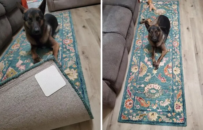  This Owner  Probably Invested In These   <a Style="Display:inline;" Href="Https://Www.amazon.com/Home-Techpro-Non-Slip-Washable-Materials/Dp/B07bychmvy?ie=utf8&th=1&linkcode=ll1&tag=bprooster-20&linkid=df7435ba7efd30361b13537a6bad977c&language=en_us&ref_=as_li_ss_tl" Target="_blank"><span Style="Font:inherit;color:#d74b1f;"> Rug Gripper Pads</Span>  Because His Doggo Has A Few Too Many Zoomies