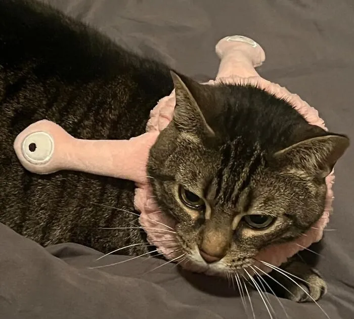  This Is Not What This   <a Style="Display:inline;" Href="Https://Www.amazon.com/Headband-Headbands-Cartoon-Creative-Accessories/Dp/B0dbzn9l8d?ie=utf8&linkcode=ll1&tag=bprooster-20&linkid=cb50e2685a98fb0ad9a665919e12516a&language=en_us&ref_=as_li_ss_tl" Target="_blank"><span Style="Font:inherit;color:#d74b1f;"> Slug Headband</Span>  Was Intended For, But We Think A Rebrand Is In Order