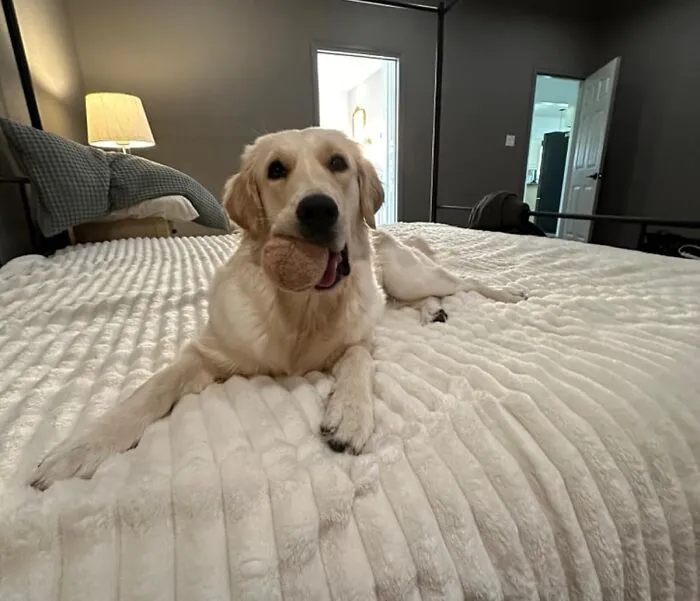  We Cant Decide What Is Fluffier, This Lab Or The   <a Style="Display:inline;" Href="Https://Www.amazon.com/Bedsure-White-Fleece-Blanket-Couch/Dp/B0cbtzrnp1?ie=utf8&linkcode=ll1&tag=bprooster-20&linkid=e28e82c5307d67e4b833a2f6f247a911&language=en_us&ref_=as_li_ss_tl" Target="_blank"><span Style="Font:inherit;color:#d74b1f;"> Fluffy Throw Blanket</Span> 