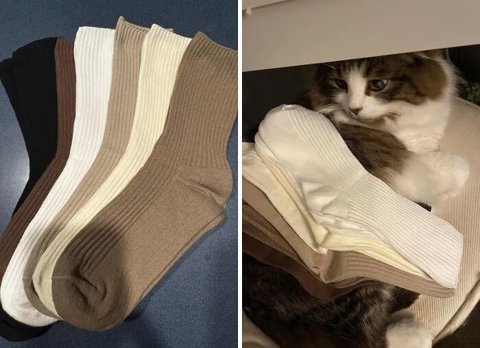  This Kitty Doesn't Seem To Approve Of These   <a Style="Display:inline;" Href="Https://Www.amazon.com/Accfod-Athletic-Aesthetic-Neutral-Granola/Dp/B0c37pg8hn?ie=utf8&linkcode=ll1&tag=bprooster-20&linkid=e94d48098632ab84ece00baf98b548fc&language=en_us&ref_=as_li_ss_tl" Target="_blank"><span Style="Font:inherit;color:#d74b1f;"> Cute Crew Socks </Span> , But It Gets Our Stamp Of Approval!