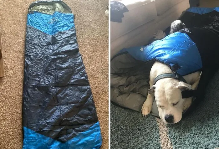 Curling Up In This    <a Style="Display:inline;" Href="Https://Www.amazon.com/Oaskys-Camping-Sleeping-Bag-Lightweight/Dp/B0db1mns1s?ie=utf8&th=1&linkcode=ll1&tag=bprooster-20&linkid=681c3ee979d0bc44188c572459e70634&language=en_us&ref_=as_li_ss_tl" Target="_blank"><span Style="Font:inherit;color:#d74b1f;"> Camping Sleeping Bag</Span>  Is How This Pup Is Saying "Take Me Camping Too!"