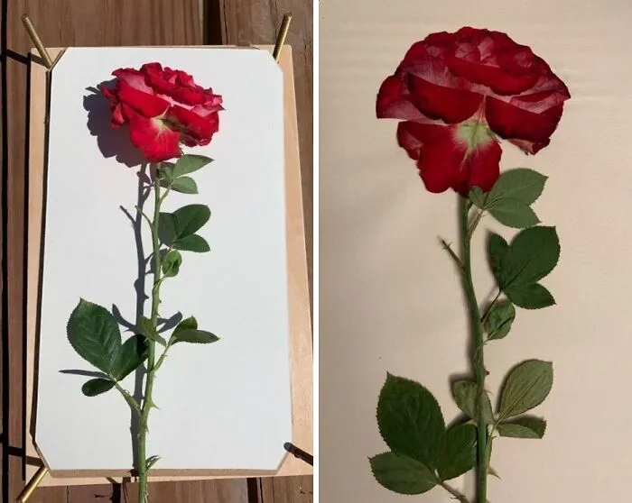 Preserve Nature's Beauty With This Elegant   <a Style="Display:inline;" Href="Https://Www.amazon.com/Dp/B08y6zndvf?th=1&linkcode=ll1&tag=bpboar-20&linkid=8ed444ef00346abb450d0248bbc3a7d8&language=en_us&ref_=as_li_ss_tl" Target="_blank"><span Style="Font: Inherit; Color: #d74b1f;"> Wooden Flower Press </Span>, Perfect For Creating Delicate Art