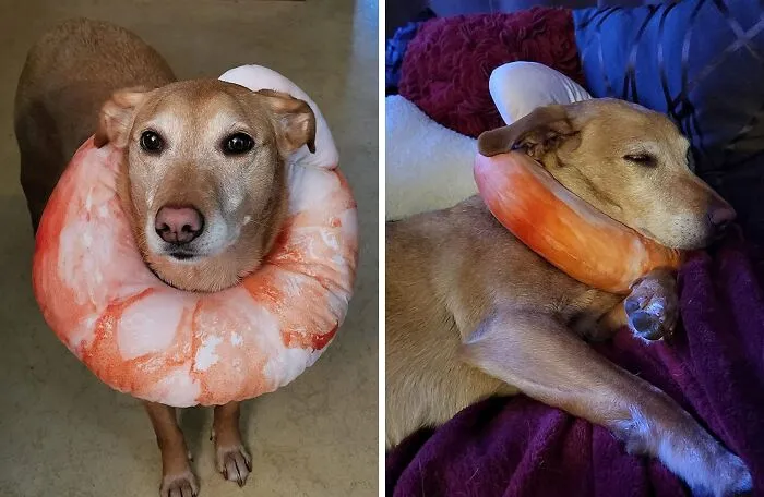  This Goodest Boy Gives This   <a Style="Display:inline;" Href="Https://Www.amazon.com/Bouti1583-Pillow-Realistic-Simulation-Shrimp/Dp/B01abkkctw?ie=utf8&th=1&linkcode=ll1&tag=bprooster-20&linkid=d2ca1d2b8c4f4afcce70ed231fc4fe77&language=en_us&ref_=as_li_ss_tl" Target="_blank"><span Style="Font:inherit;color:#d74b1f;"> Shrimp Neck Pillow</Span>  2 Paws Up