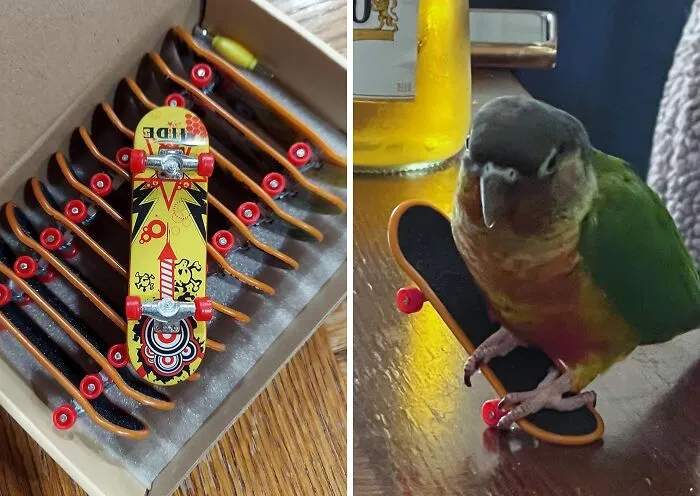 Somone's Feathered Friend Is Keen To Try Out Some Ollies On These   <a Style="Display:inline;" Href="Https://Www.amazon.com/Hometall-Professional-Fingerboards-Finger-Skateboard/Dp/B07n39gcnb?ie=utf8&linkcode=ll1&tag=bprooster-20&linkid=2895ea9885b19f9d7237e52e6f4e9259&language=en_us&ref_=as_li_ss_tl" Target="_blank"><span Style="Font:inherit;color:#d74b1f;"> Finger Skateboards </Span> 