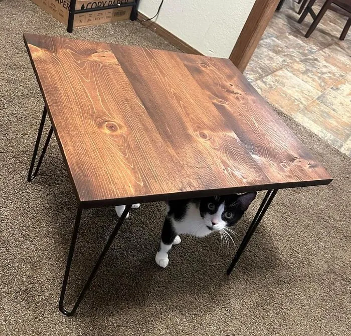  Somone Doesn't Approve That Their Scratching Posts Have Been Replaced With   <a Style="Display:inline;" Href="Https://Www.amazon.com/Smartstandard-Table-Legs-Projects-Furniture/Dp/B071x9mfyl?ie=utf8&th=1&linkcode=ll1&tag=bprooster-20&linkid=d3fd7aba6a721c482057dcb92b83c0a2&language=en_us&ref_=as_li_ss_tl" Target="_blank"><span Style="Font:inherit;color:#d74b1f;"> Hairpin Furniture Legs</Span> 