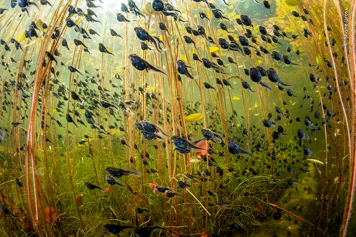 Winner, Wetlands: The Bigger Picture: The Swarm Of Life By Shane Gross, Canada