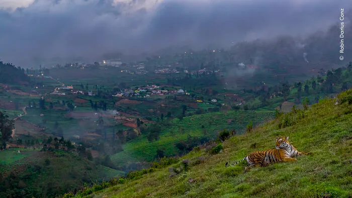 Winner, Urban Wildlife: Tiger In Town By Robin Darius Conz, Germany