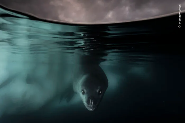 Winner, Underwater: Under The Waterline By Matthew Smith, UK/Australia