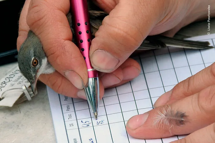 Winner, Impact Award: Recording By Hand By Liwia Pawłowska, Poland