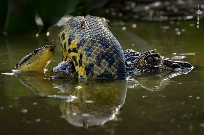Winner, Behaviour: Amphibians And Reptiles: Wetland Wrestle By Karine Aigner, USA