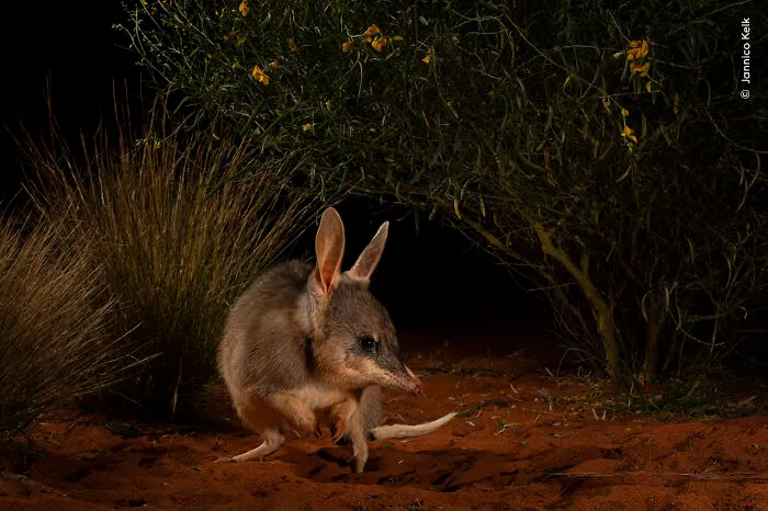 Winner, Impact Award: Hope For The Ninu By Jannico Kelk, Australia