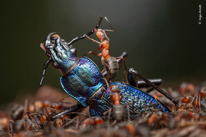 Winner, Behaviour: Invertebrates: The Demolition Squad By Ingo Arndt, Germany