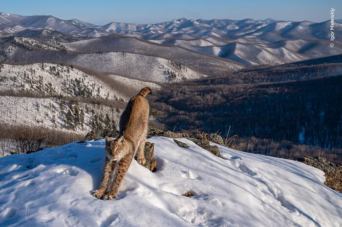 Winner, Animals In Their Environment: Frontier Of The Lynx By Igor Metelskiy, Russia