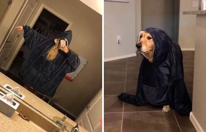  This Poor Pup Doesn't Know Whether To Laugh Or Cry Inside His   <a Style="Display:inline;" Href="Https://Www.amazon.com/Comfy-Original-Oversized-Microfiber-Wearable/Dp/B07dksy26d?ie=utf8&linkcode=ll1&tag=bprooster-20&linkid=cb3df3748cb5102837df905762ccce00&language=en_us&ref_=as_li_ss_tl" Target="_blank"><span Style="Font:inherit;color:#d74b1f;"> Wearable Blanket</Span> 