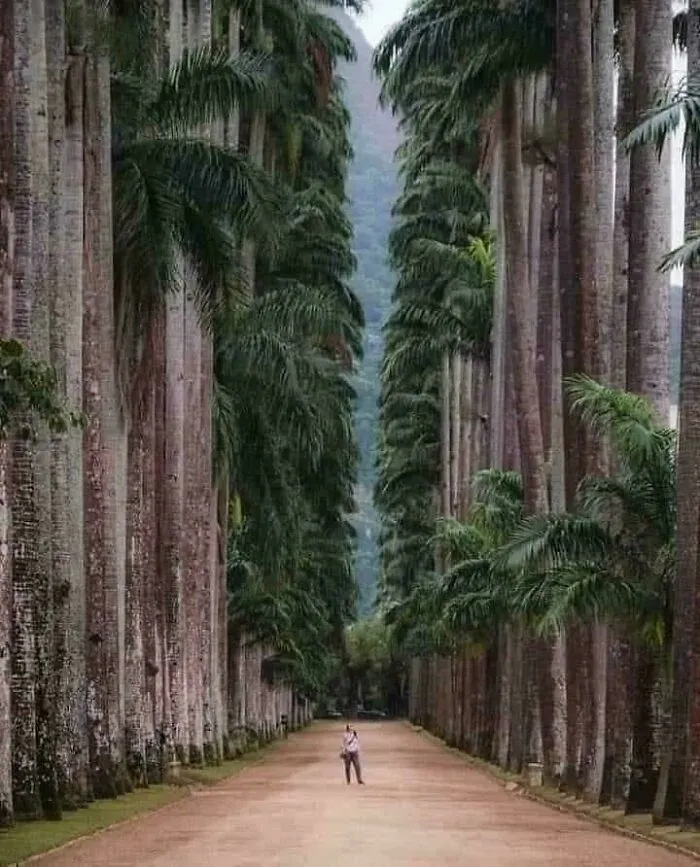 Of  Trees