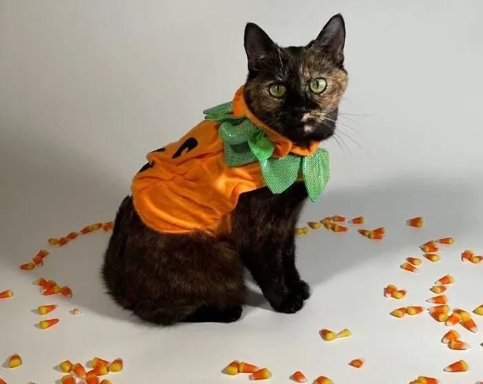 We Could Even Admit To Loving   <a Style="Display:inline;" Href="Https://Www.amazon.com/Brachs-Classic-Candy-Corn-Bag/Dp/B00uo9szmm?ie=utf8&linkcode=ll1&tag=bprooster-20&linkid=55cfdb0430f401986237d89e76ac2648&language=en_us&ref_=as_li_ss_tl" Target="_blank"><span Style="Font:inherit;color:#d74b1f;"> Candy Corn</Span> If This Kitty Is Selling It