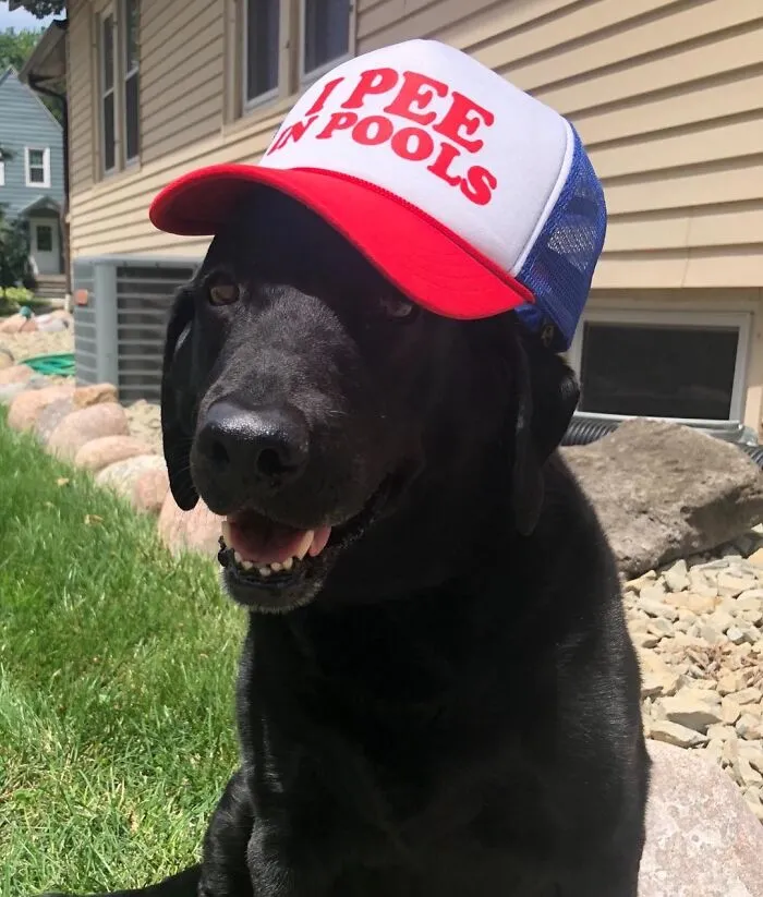  At Least This Dog Is Being Fully Honest With This   <a Style="Display:inline;" Href="Https://Www.amazon.com/Goozler-Pools-Funny-Dare-Gift/Dp/B01f0i7kdg?ie=utf8&linkcode=ll1&tag=bprooster-20&linkid=e2bc1612362d20a3077e6b3b2d9d54b3&language=en_us&ref_=as_li_ss_tl" Target="_blank"><span Style="Font:inherit;color:#d74b1f;"> Funny Cap </Span> 