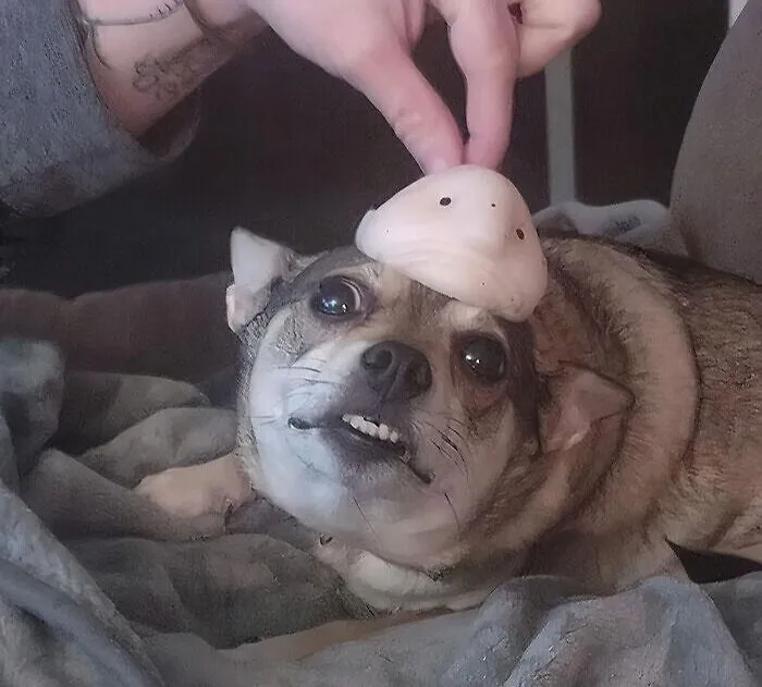  The Sheer Terror On This Poor Dog's Face Is Completely Justified Because This   <a Style="Display:inline;" Href="Https://Www.amazon.com/Accoutrements-Sunny-Bolbfish-Novelty-Squishy/Dp/B07yswxglh?ie=utf8&linkcode=ll1&tag=bprooster-20&linkid=138faaf22dff82d134174dcb41b3cb2f&language=en_us&ref_=as_li_ss_tl" Target="_blank"><span Style="Font:inherit;color:#d74b1f;"> Blobfish Squishy </Span> Is Anything But Cute