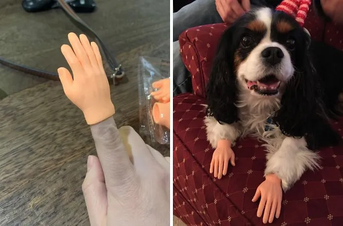    <a Style="Display:inline;" Href="Https://Www.amazon.com/Yolococa-Pieces-Finger-Puppet-Hands/Dp/B07yhmh4pr?dib=eyj2ijoimsj9.lgcnebi1fkcvkykykqaruaomr0aqi-Q1-Vl5psw91u8szx_fhxtjx8u9gng6snzllybjw4xi57j8wqwyge3f5laxxrxszjsj_ifnpdnhl0qlnezg7g8mtitww0ztce4yaluto4dcp4rm2mzjy_eg99tom6yrmnsydiwopoj8412czdbkhmm_cpppuhcki302s6wnnp-X7buxqlhjnncg-Cxgdmhuqn3oyuziohs5nssoerp57773nsfvhs1xtv17qmfhhdtdiazjbusivfyupcwyuvpg1qre8mflwfvbjbe.l2n5skbl2splupuntyajbduiefkbtgwxdixgoy9astq&dib_tag=se&keywords=small+hands&qid=1729085544&sr=8-3-Spons&sp_csd=d2lkz2v0tmftzt1zcf9hdgy&psc=1&linkcode=ll1&tag=bprooster-20&linkid=6c609ef823b9b84afe2d70a680cbb01d&language=en_us&ref_=as_li_ss_tl" Target="_blank"><span Style="Font:inherit;color:#d74b1f;"> Tiny Hands</Span> Makes Everything 100 Times Funnier, Guaranteed