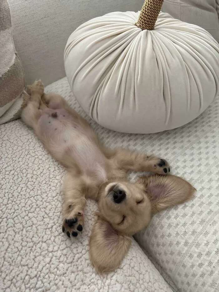 Cutie Named Thor