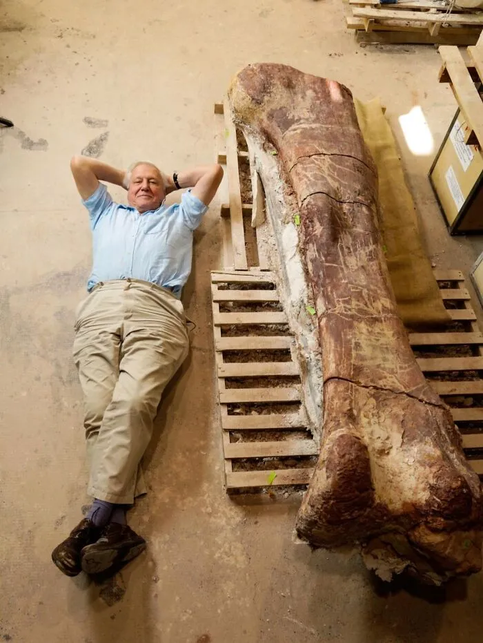 Sir David Attenborough Is Pictured With A Colossal Thigh Bone From A Titanosaur, One Of The Largest Dinosaurs Ever To Walk The Earth