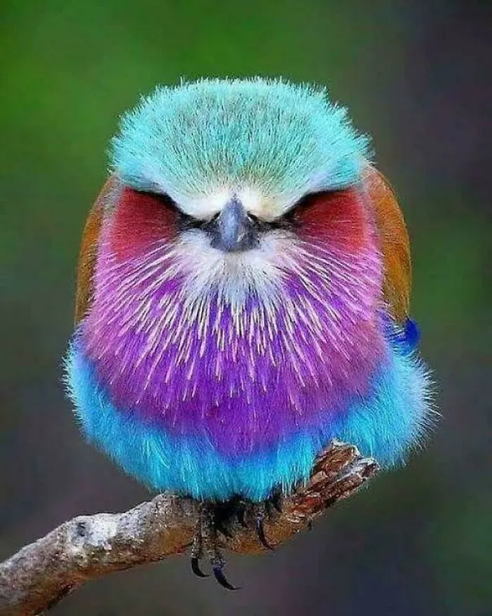Pájaro psicodélico cabreado (Carraca lila)