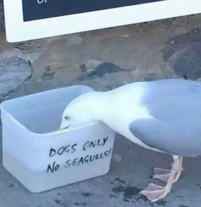 Seagull drinking from a container labeled "Dogs Only, No Seagulls," humorously ignoring the rule.