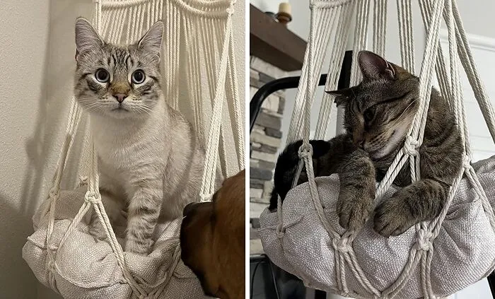 Purr-Fectly Relax With The Bohemian Charm And Whimsical Style Of The   <a Style="Display:inline;" Href="Https://Www.amazon.com/Star-K-Macrame-Hammock-Hanging-1-Macrame/Dp/B07zq77c1n?ie=utf8&th=1&linkcode=ll1&tag=bpkoala-20&linkid=0ff7930f05fa045ce323f67d7a287d5a&language=en_us&ref_=as_li_ss_tl" Target="_blank"><span Style="Font: Inherit; Color: #d74b1f;"> Macrame Cat Hammock </Span> - A Cozy Retreat For Your Feline Friend That's Woven With Love!