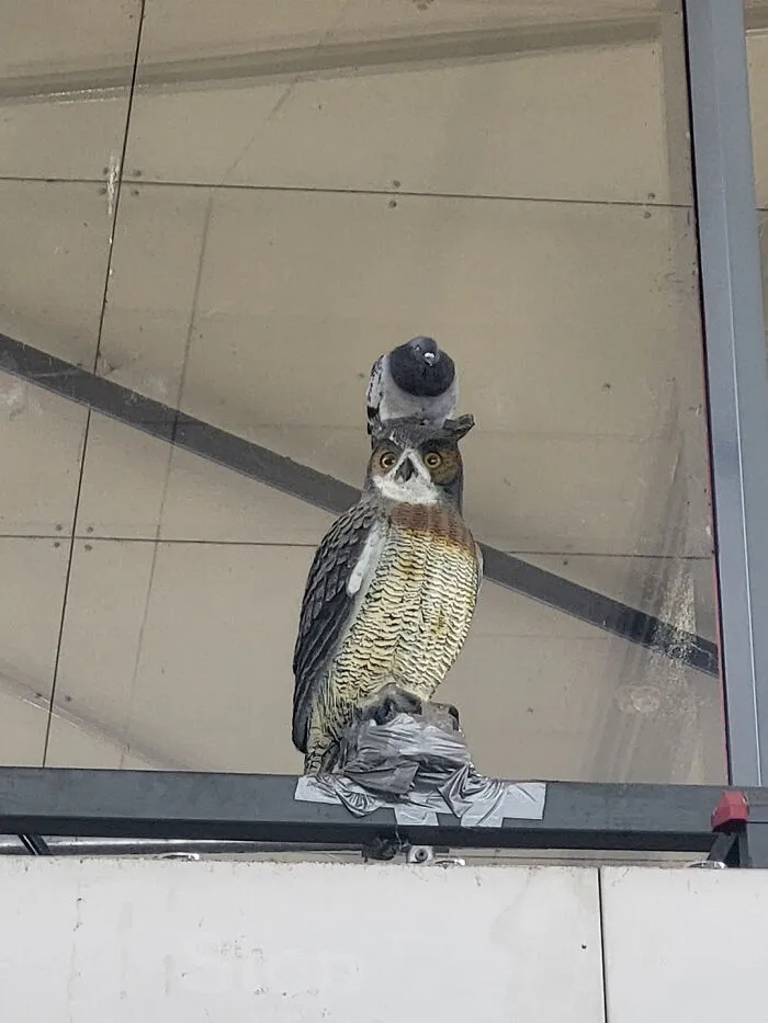 A pigeon sitting on a fake owl's head on a ledge, showcasing birds being jerks.