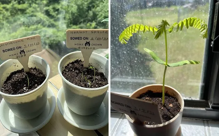 Cultivate Their Green Thumb With <a Style="Display:inline;" Href="Https://Www.amazon.com/Bonsai-Tree-Kit-Gardening-Gifts/Dp/B085p1j7ll?ie=utf8&linkcode=ll1&tag=bpmouse-20&linkid=cc93bedc22988b823bae03e2042f85ae&language=en_us&ref_=as_li_ss_tl" Target="_blank"><span Style="Font: Inherit; Color: #d74b1f;"> Home Grown Bonsai Tree Kit </Span>