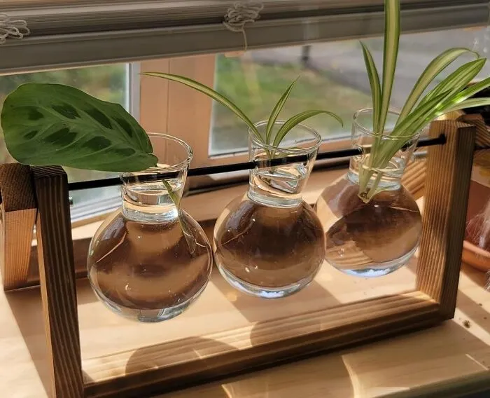 Miniature Garden Majesty On Display With This <a Style="Display:inline;" Href="Https://Www.amazon.com/Terrarium-Planter-Tabletop-Hydroponics-Decoration/Dp/B07d29p5z1?ie=utf8&linkcode=ll1&tag=bpmouse-20&linkid=a78dc19aa3b213b6d6f07030e3a3e365&language=en_us&ref_=as_li_ss_tl" Target="_blank"><span Style="Font: Inherit; Color: #d74b1f;"> Plant Terrarium With A Wooden Stand </Span>
