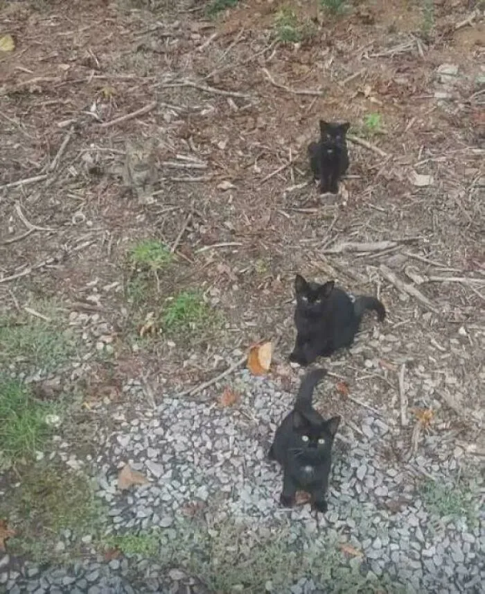 There Are 4 Cats In This Photo