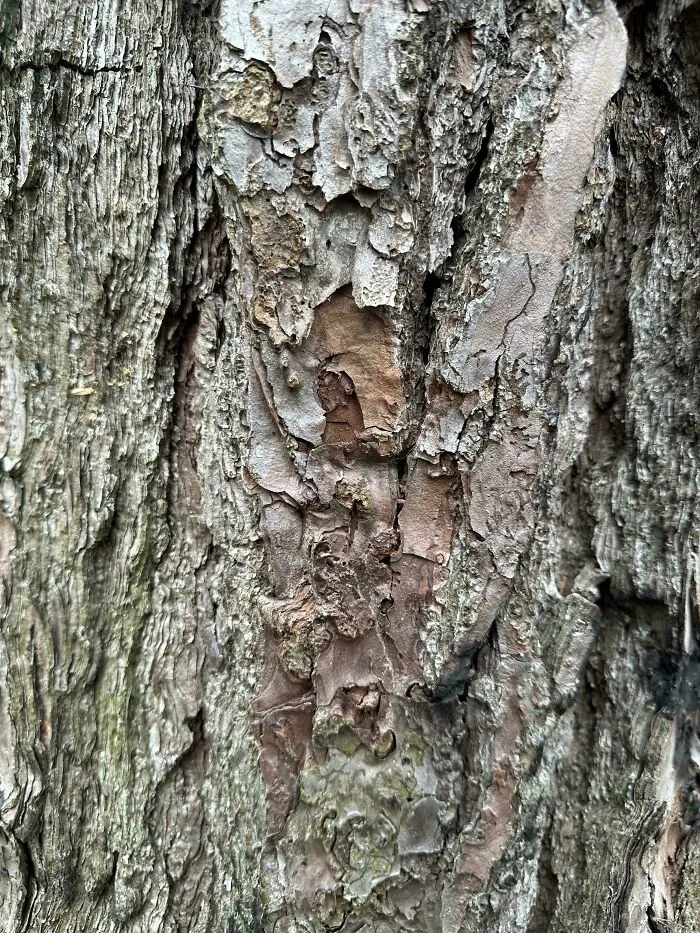 Spotted This Frog While Hiking