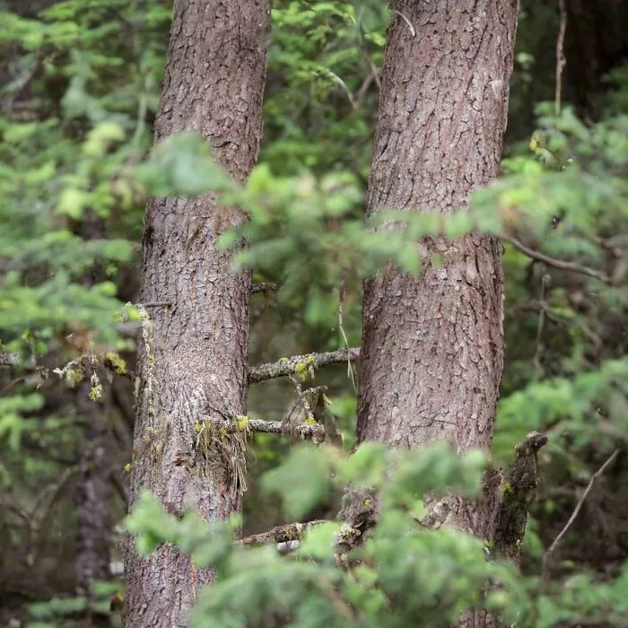 Find The Owl